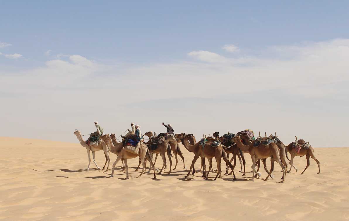 sahara desert camel life
