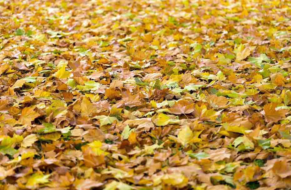 ways to use fall leaves for your garden