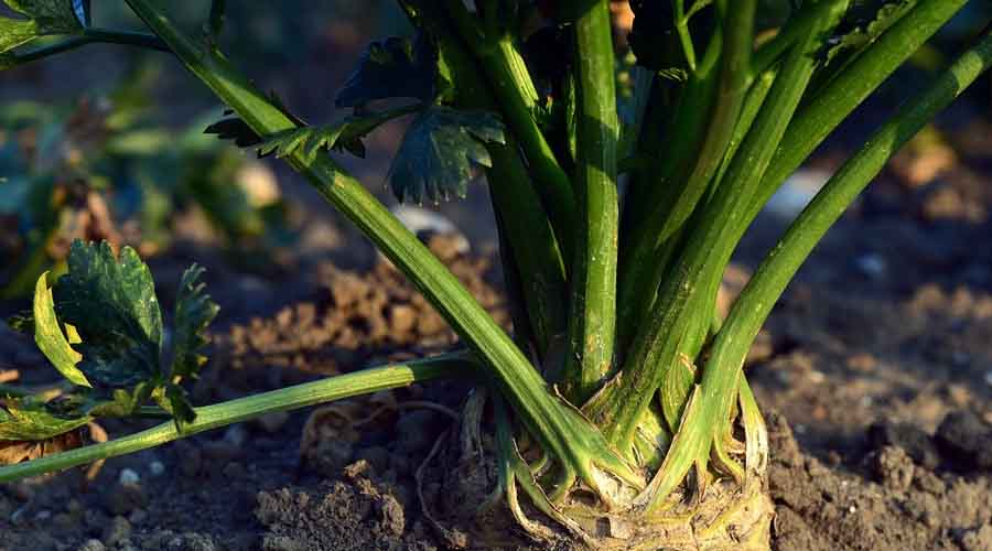 Celery Companion Plants 