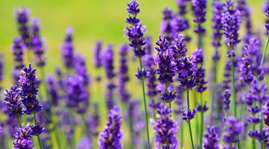 Lavender Companion Plants