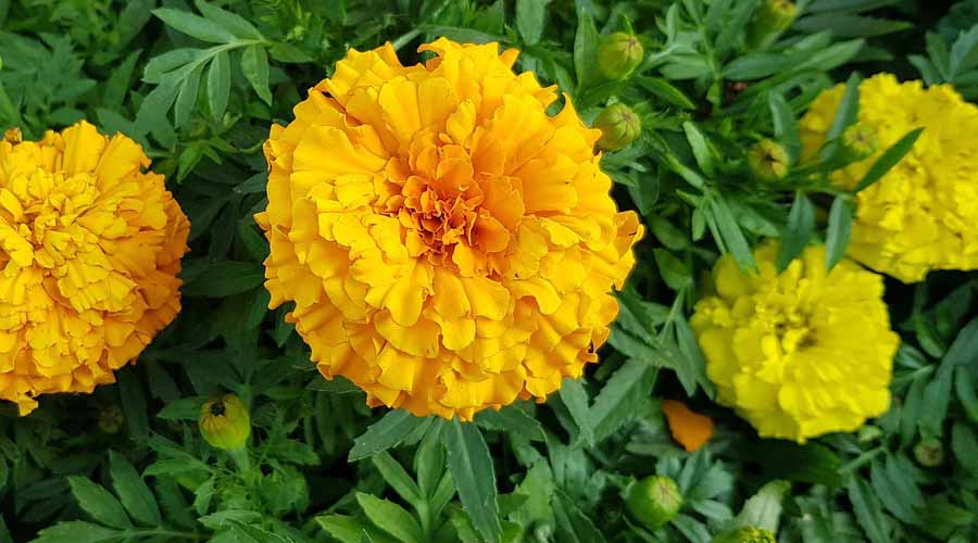 Marigold Companion Plants