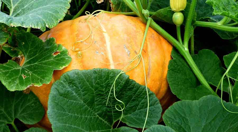 Pumpkin Companion plants