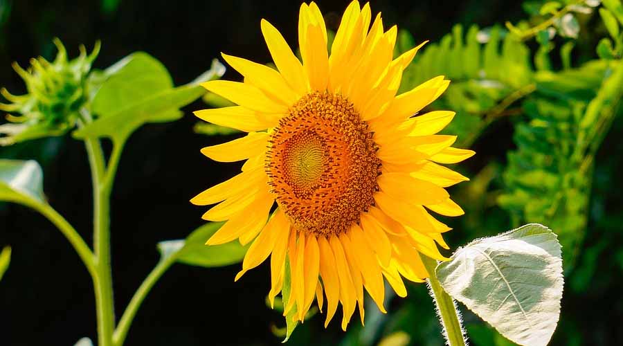 Sunflower Companion Plants