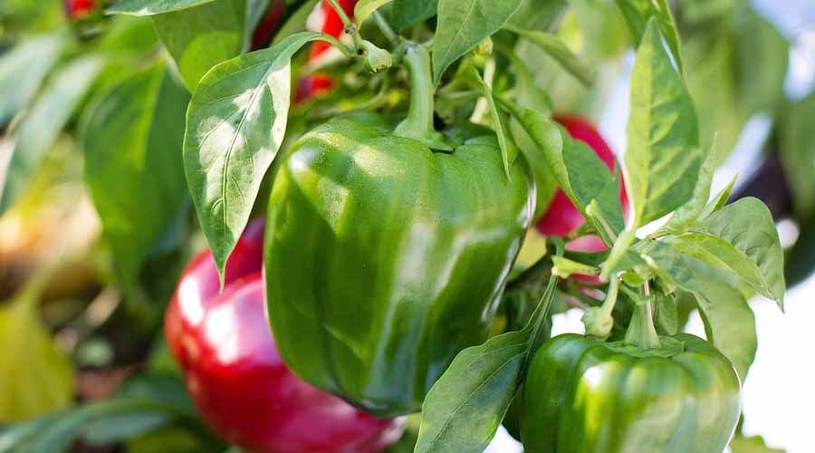 Bell Pepper Companion Plants