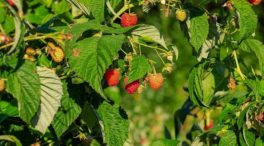 Raspberry Companion Plants