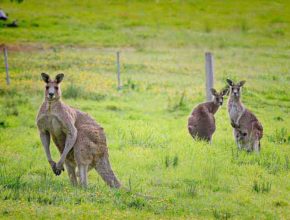 Australian Animals Kangaroo
