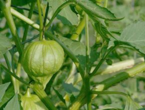 tomatillo companion plants