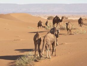 sahara desert camel