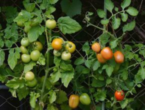companion gardening tomatoes