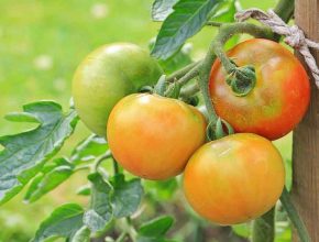 companion herbs for tomatoes