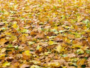 ways to use fall leaves for your garden