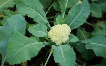Cauliflower Companion Plants