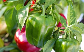Bell Pepper Companion Plants